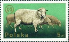 Domestic Sheep (Ovis ammon aries)