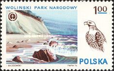 Wolinski National Park and Eagle (Aquila)