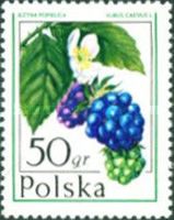 Dewberry (Rubus caesius)
