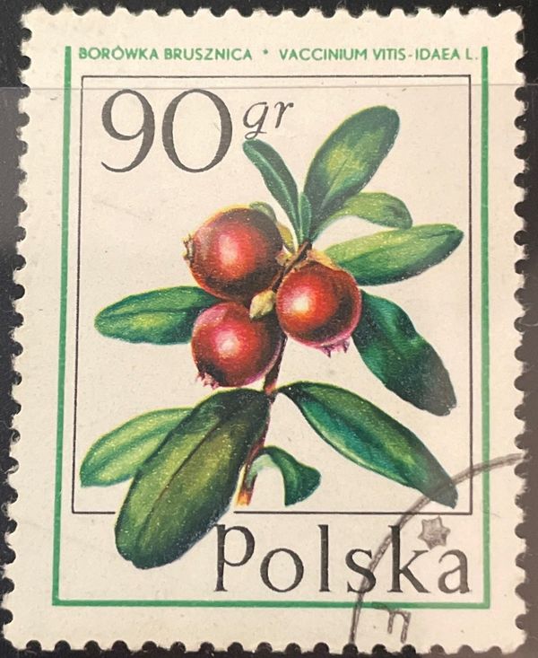 Cowberry (Lingonberry) (Vaccinium vitis idaea)