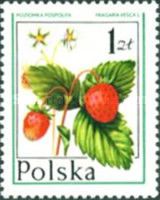 Wild Strawberry (Fragaria vesca)