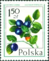 Bilberry (Vaccinium myrtillus)