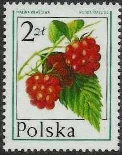 Raspberry (Rubus idaeus)
