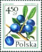 Blackthorn (Prunus Spinosa)