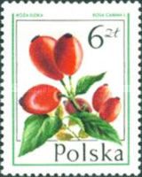 Dog-rose (Rosa canina)