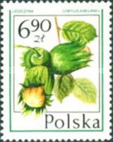 Hazelnut (Corylus avellana)