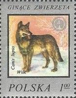 Wolf (Canis lupus)