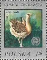 Great Bustard (Otis tarda)