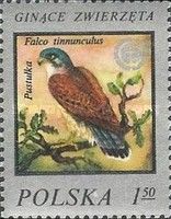 Common Kestrel (Falco tinnunculus)