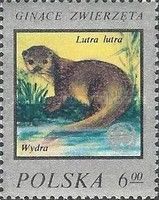Eurasian Otter (Lutra lutra)