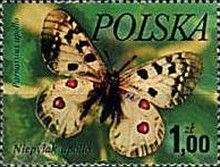 Apollo (Parnassius apollo)