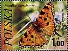 Large Tortoiseshell (Nymphalis polychloros)