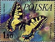 Swallowtail (Papilio machaon)