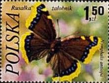 Camberwell Beauty (Nymphalis antiopa)