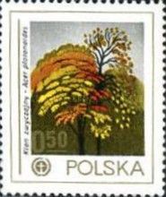 Norway Maple (Acer plantanoides)