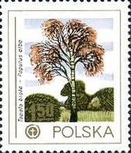 White Poplar (Populus alba)