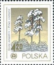 Scotch Pine (Pinus sylvestris)