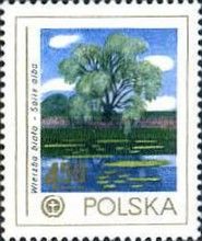 White Willow (Salix alba)