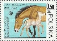 Przewalski’s Horse (Equus przewalskii)