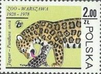 Jaguar (Panthera onca)