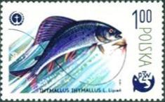 Grayling (Thymallus thymallus)