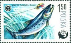Atlantic Salmon (Salmo salar)