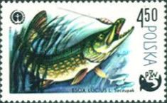 Northern Pike (Esox lucius)