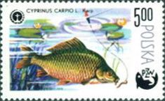 Common Carp (Cyprinus carpio)