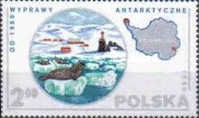 Weddell seals (Leptonychotes weddellii), Antarctica