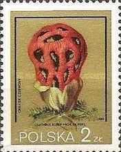 Basket Stinkhorn (Clathrus ruber)