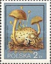 Parasitic Bolete (Xerocomus Parasiticus)