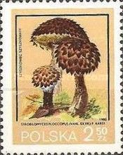 Old Man of the Woods (Strobilomyces floccopus)