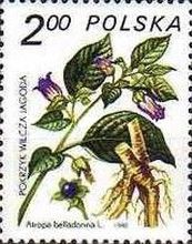 Belladonna (Atropa belladonna)