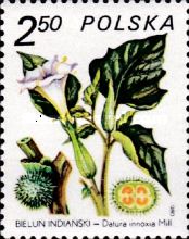 Datura innoxia