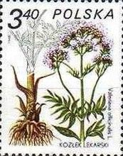Valerian (Valeriana officinalis L.)