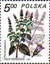 Peppermint (Mentha piperita)