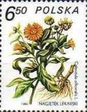 Marigold (Calendula officinalis)