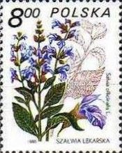 Sage (Salvia officinalis)