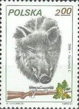 Wild Boar (Sus scrofa)