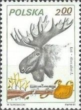 Moose (Alces alces)