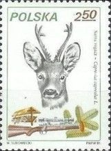 Western Roe Deer (Capreolus capreolus)
