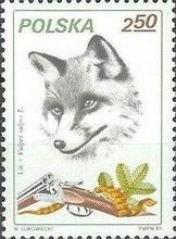 Red Fox (Vulpes vulpes)