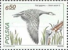 Greylag Goose (Anser anser)