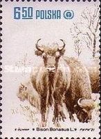 European Bison (Bison bonasus)