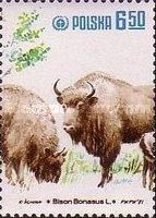 European Bison (Bison bonasus)
