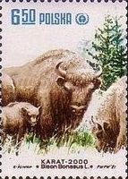 European Bison (Bison bonasus)