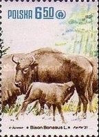European Bison (Bison bonasus)