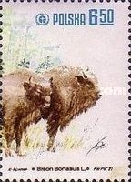 European Bison (Bison bonasus)
