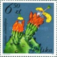 Cochineal Cactus (Nopalea cochenillifera - Cactaceae)