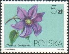 Clematis lanuginosa